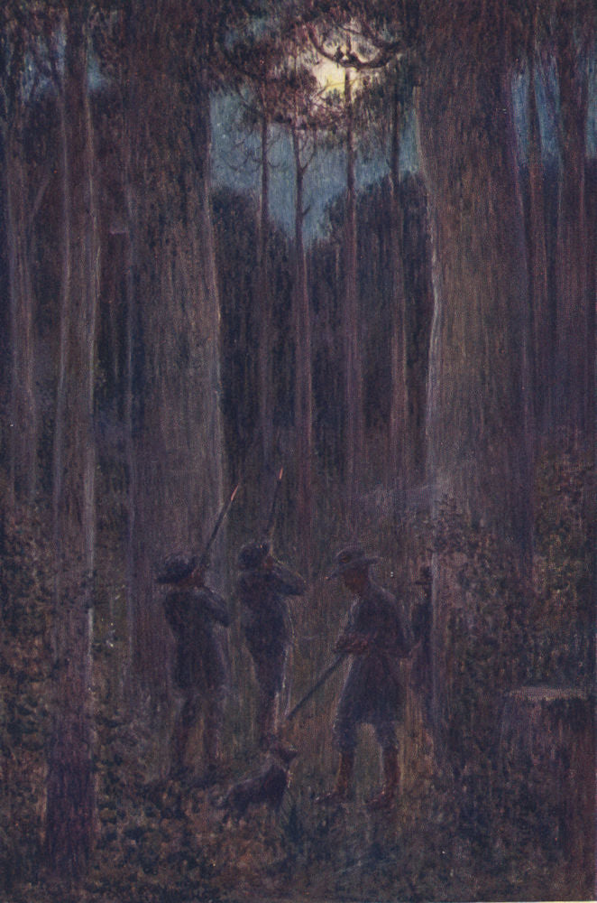 ''The Australian forest at night